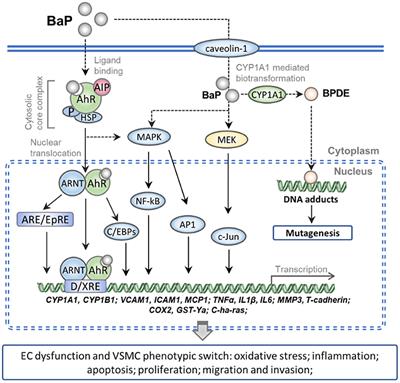 Benzo(a)pyrene and cardiovascular diseases: An overview of pre-clinical studies focused on the underlying molecular mechanism